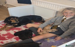 Cocker Spaniel dogs for sale: Working Cocker Spaniel Puppies - Image 17