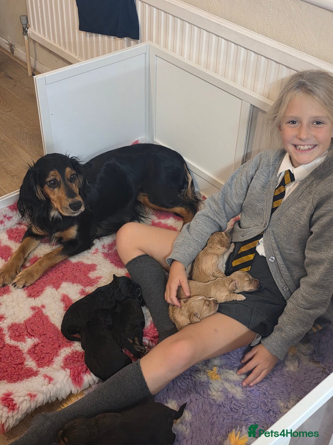 Cocker Spaniel dogs for sale: Working Cocker Spaniel Puppies - Image 17