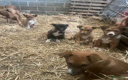 Border Collie dogs for sale: 5 border collie - Image 3