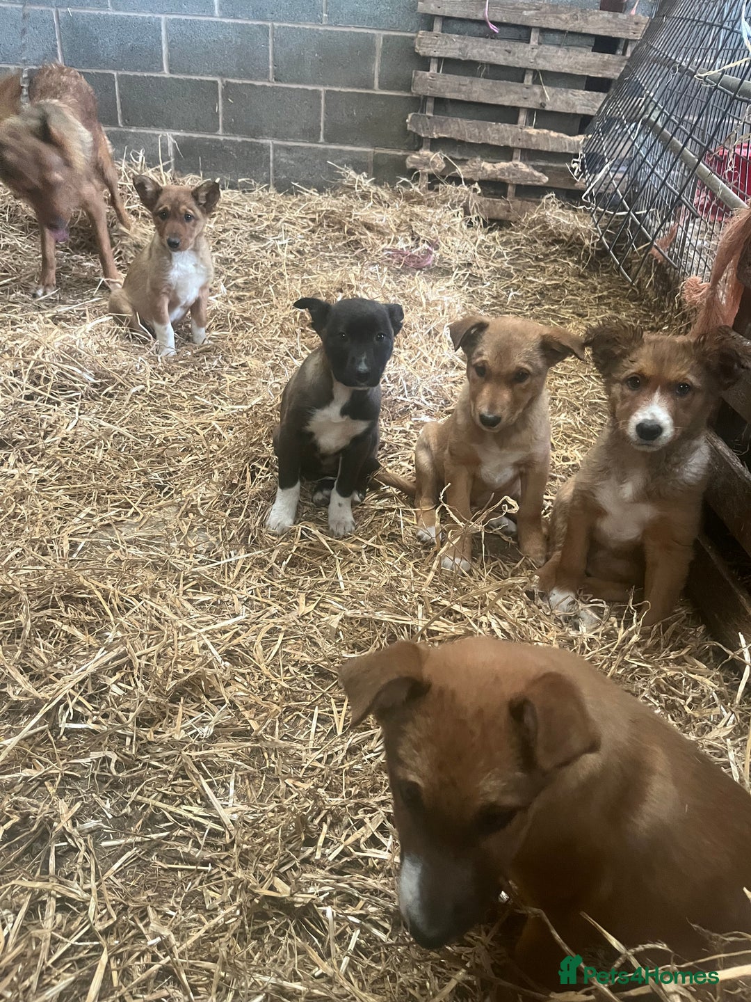 Border Collie dogs for sale: 5 border collie - Image 3