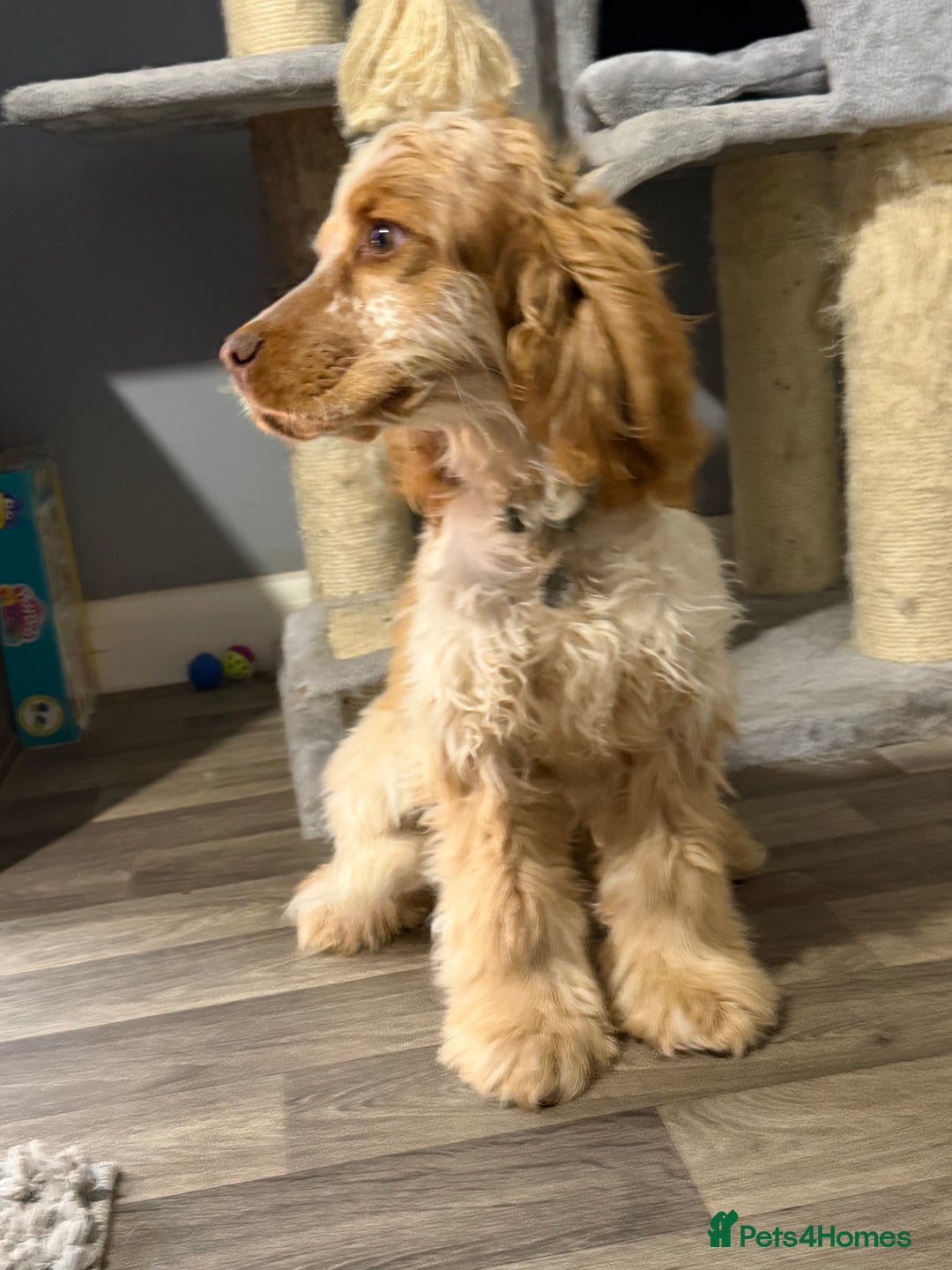 Cocker Spaniel dogs for sale: NOW RESERVED💙 - Advert 7