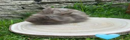 Angora rabbits for sale: Full Face English Angoras - Advert 16