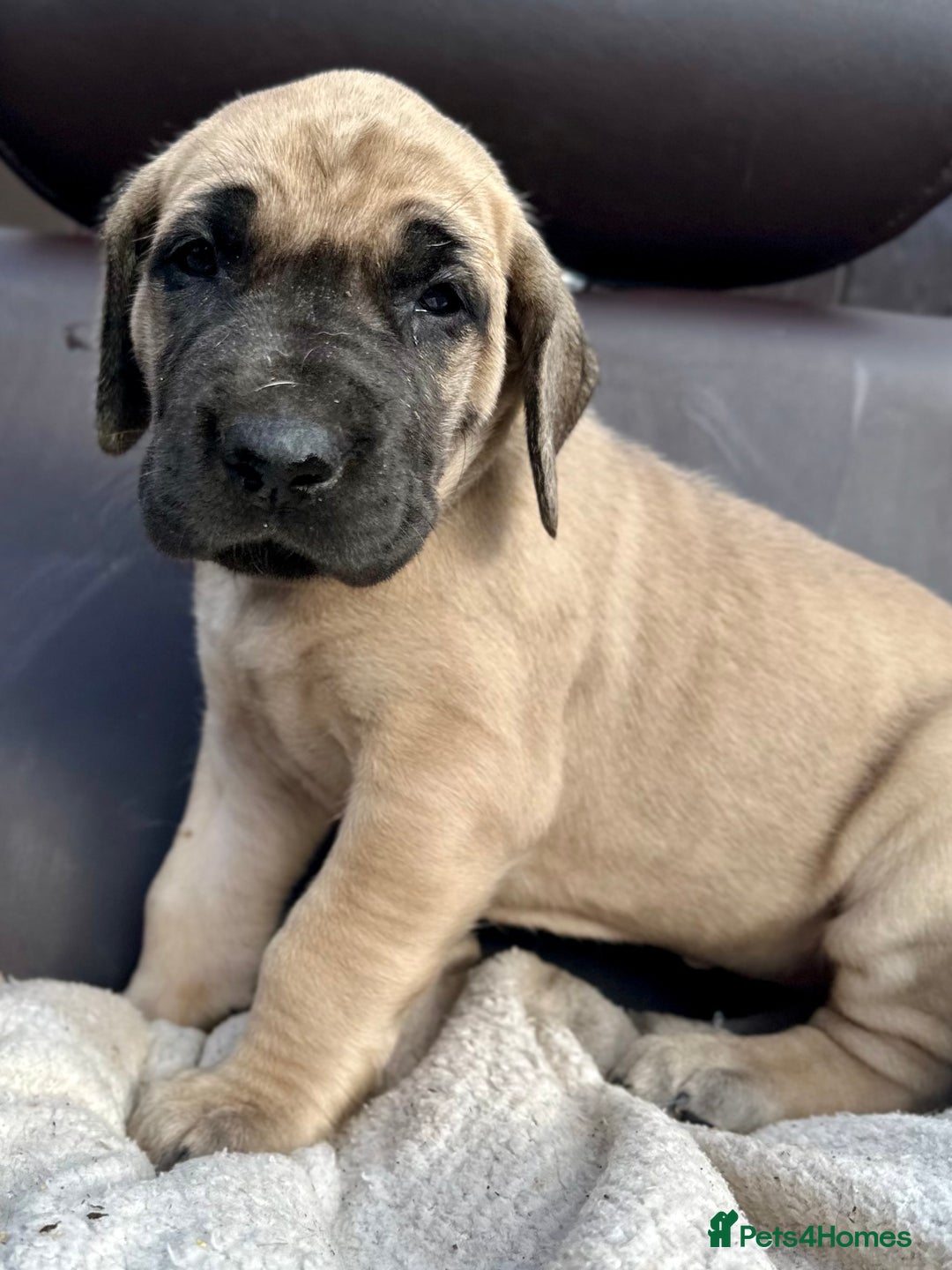 Great Dane dogs for sale: Beautiful fawn Great Dane puppies  - Image 5