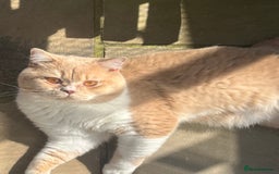 British Shorthair cats for stud: GCCF Champion Cream bicolour BSH Blood Group B  in Malvern - Image 2