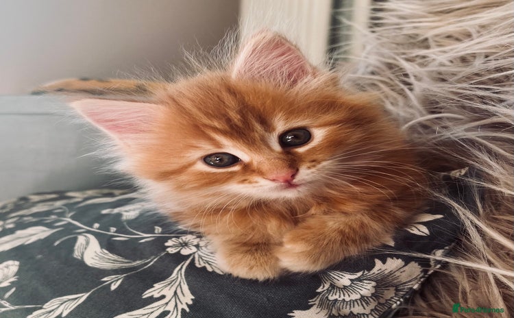 Maine Coon cats - Advert 2