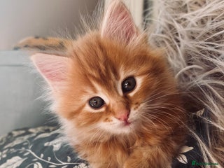 Maine Coon cats for sale - Advert 1