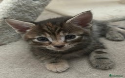 Mixed Breed cats for sale: Beautiful kittens - Image 7