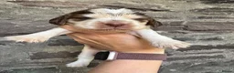 Cocker Spaniel dogs for sale: KC reg Show-type Chocolate & Choc Sable puppies in Brecon - Advert 15