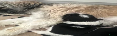 Shih Tzu 5