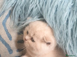 British Shorthair cats - Advert 5