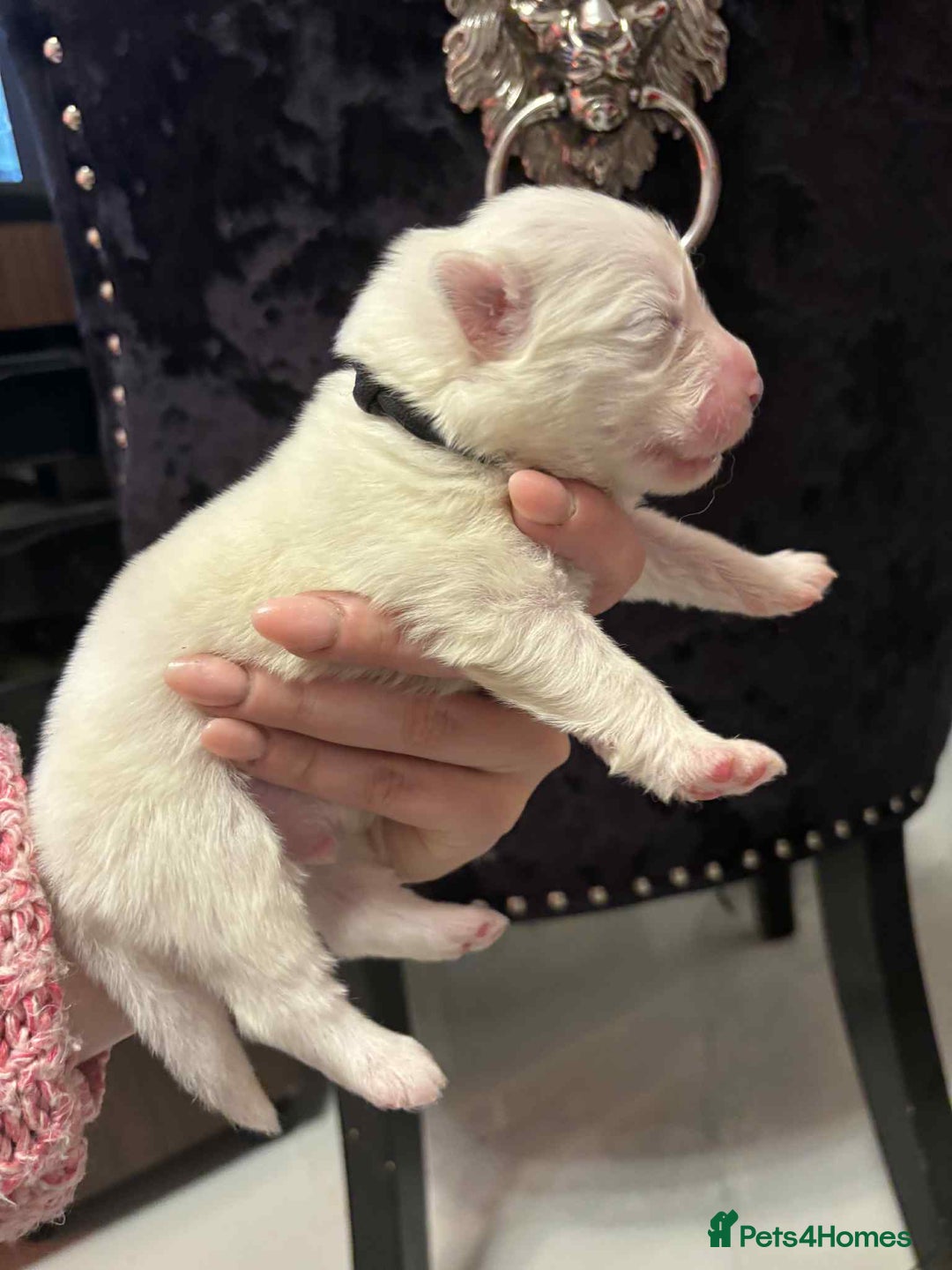 Samoyed dogs for sale: KC reg. Samoyed puppies with champ bloodline  - Advert 17