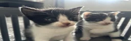 British Shorthair cats for sale: 4 male kittens  - Advert 7