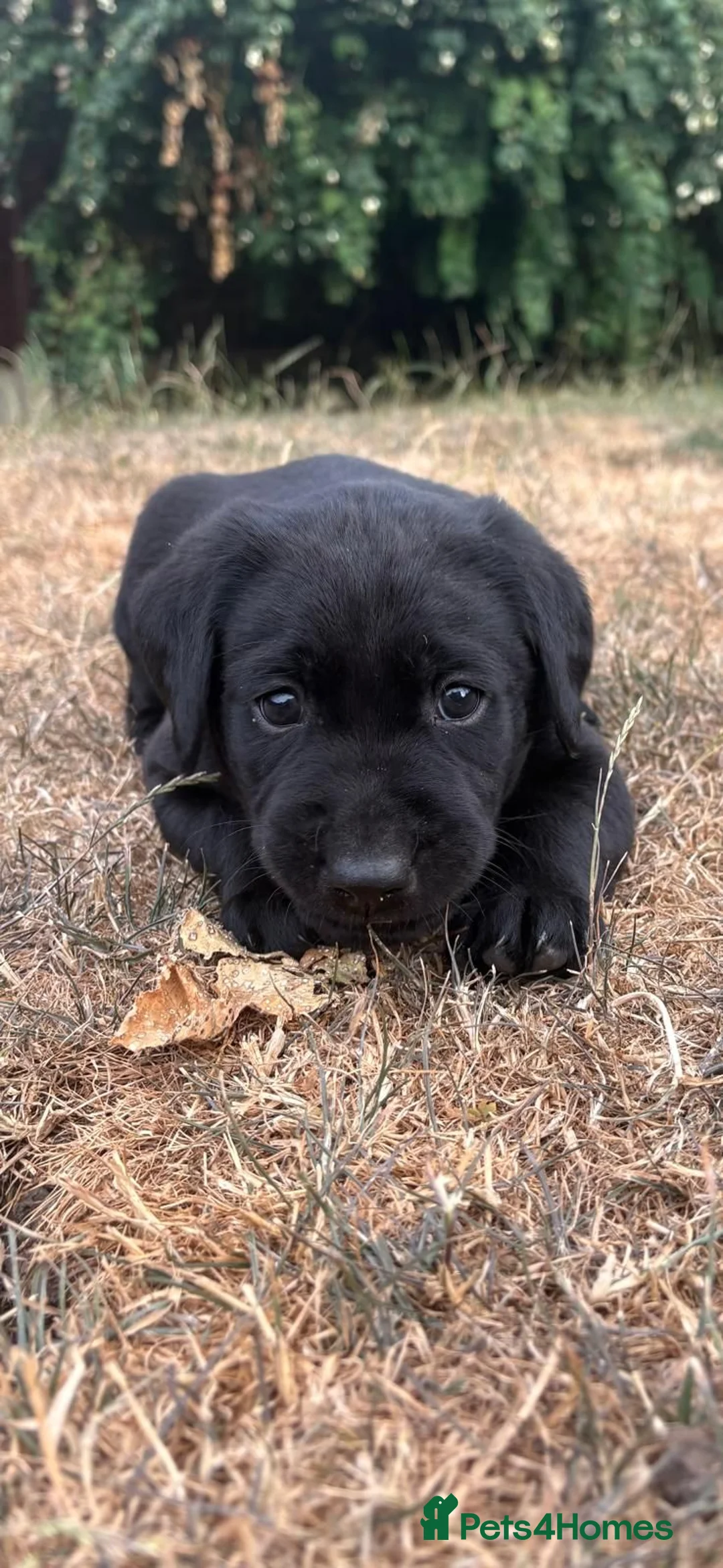 Labrador Retriever dogs for sale: Gorgeous pedigree labrador girl pups  - Advert 1