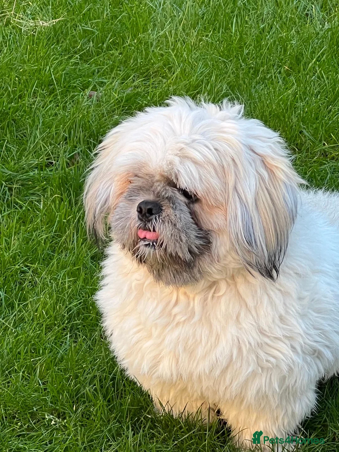 Lhasa Apso dogs for sale: Neutered male Lhasa Apso (5 years old) in Chessington - Advert 1