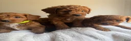 Cavapoo dogs for sale: Beautiful Cavapoo Puppies  - Advert 8