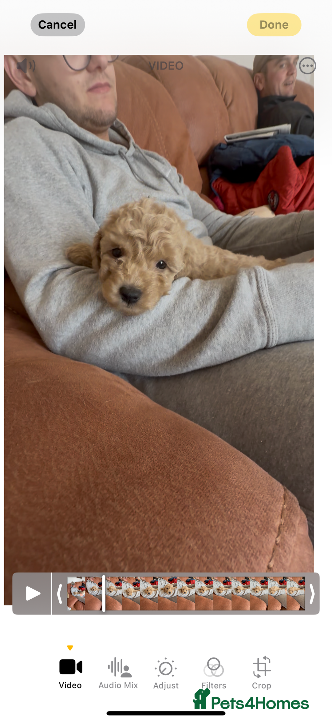Poochon dogs for sale: Tiny farm bred teddy bear bundles of fun !  - Image 10