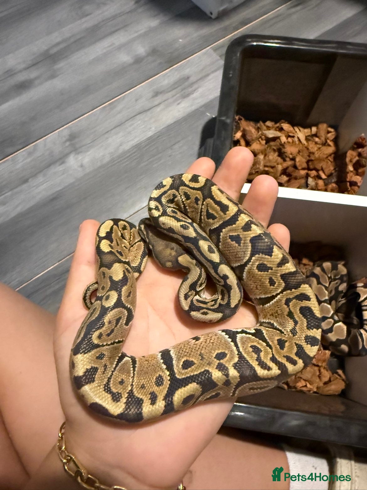 Python Snake reptiles Ball python yearlings  - Advert 1