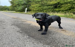 Labrador Retriever dogs for sale: Labrador Male  - Image 1