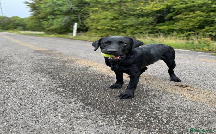 Labrador Retriever dogs - Advert 3