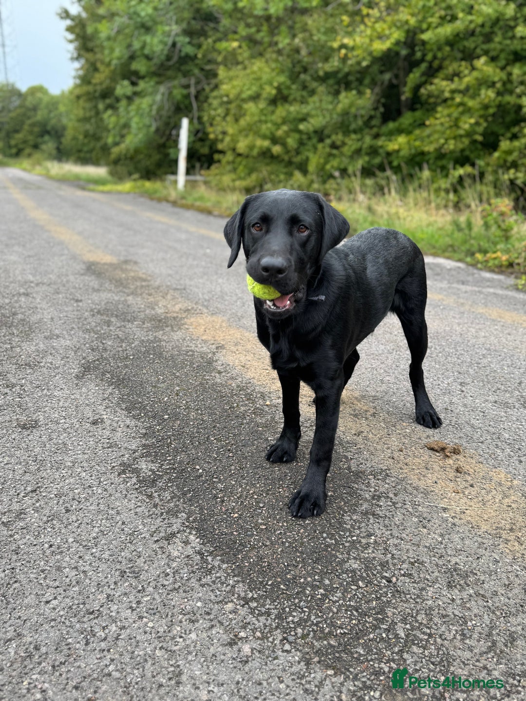 Labrador Retriever dogs for sale: Labrador Male  - Image 1