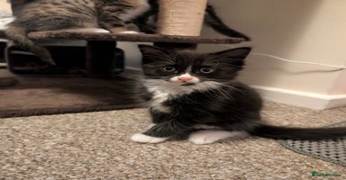 Mixed Breed cats 4 beautiful kittens for sale  - Advert 4