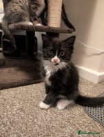 Mixed Breed cats 4 beautiful kittens for sale - Advert 4