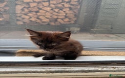Balinese cats for sale: Kitten for sale - Image 13