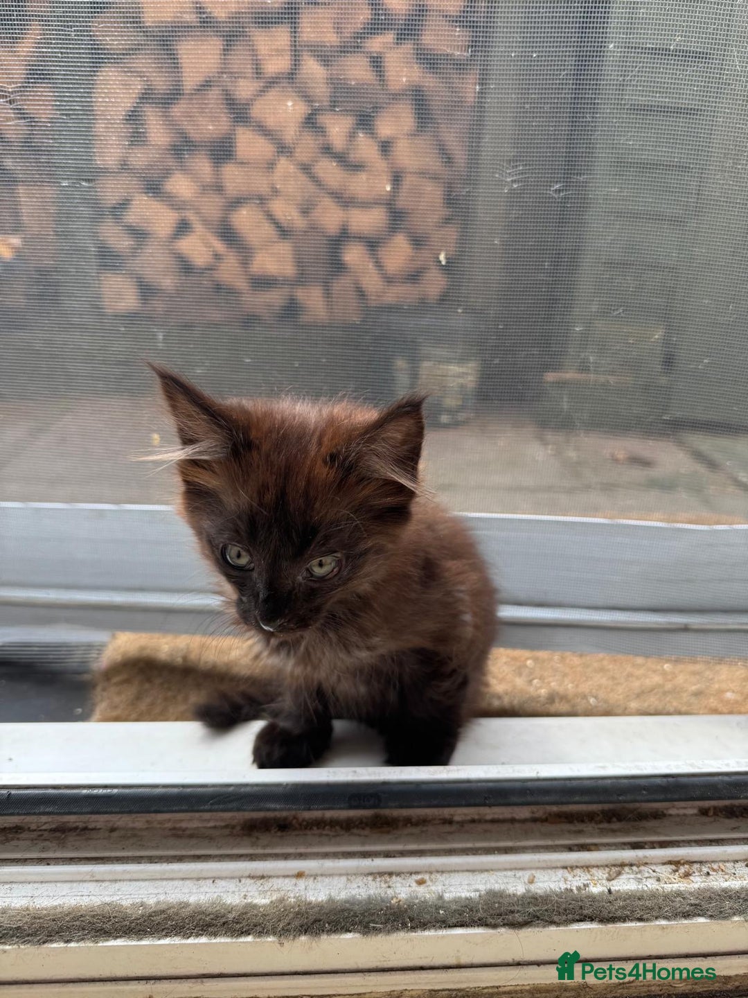 Balinese cats for sale: Kitten for sale - Image 13
