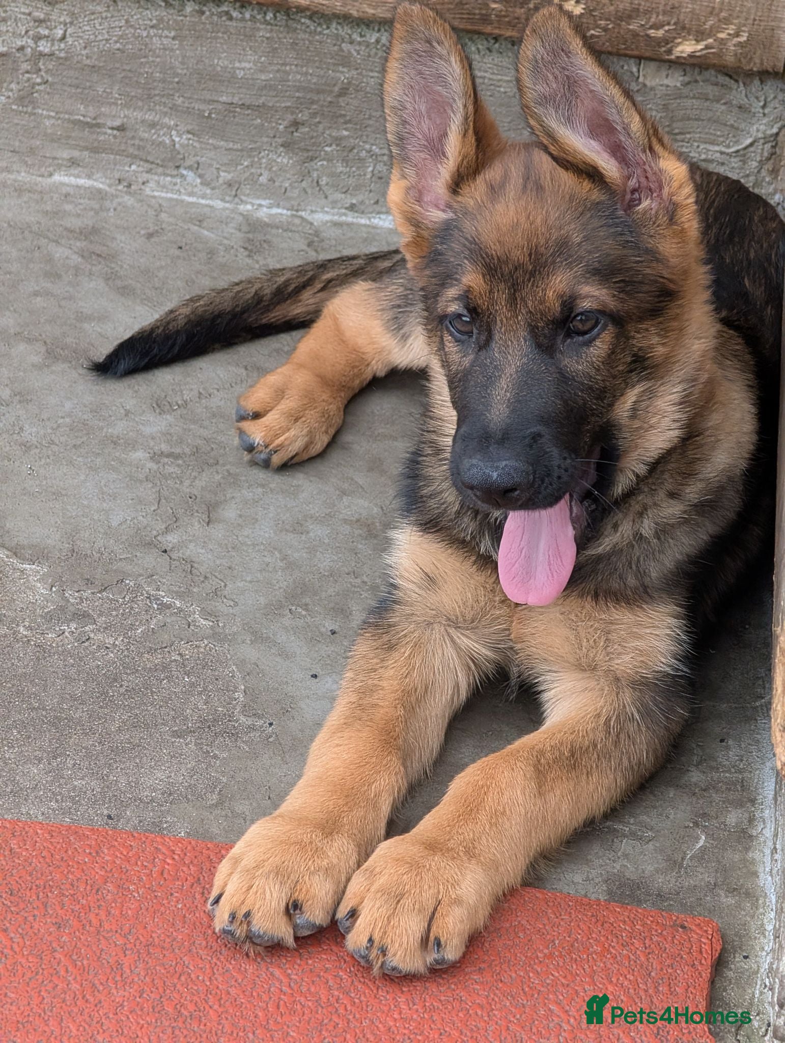 German Shepherd dogs K.C. reg GSD female - Advert 1