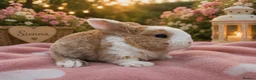Mini Lop rabbits for sale: Two beautiful mini plush lop  - Advert 1