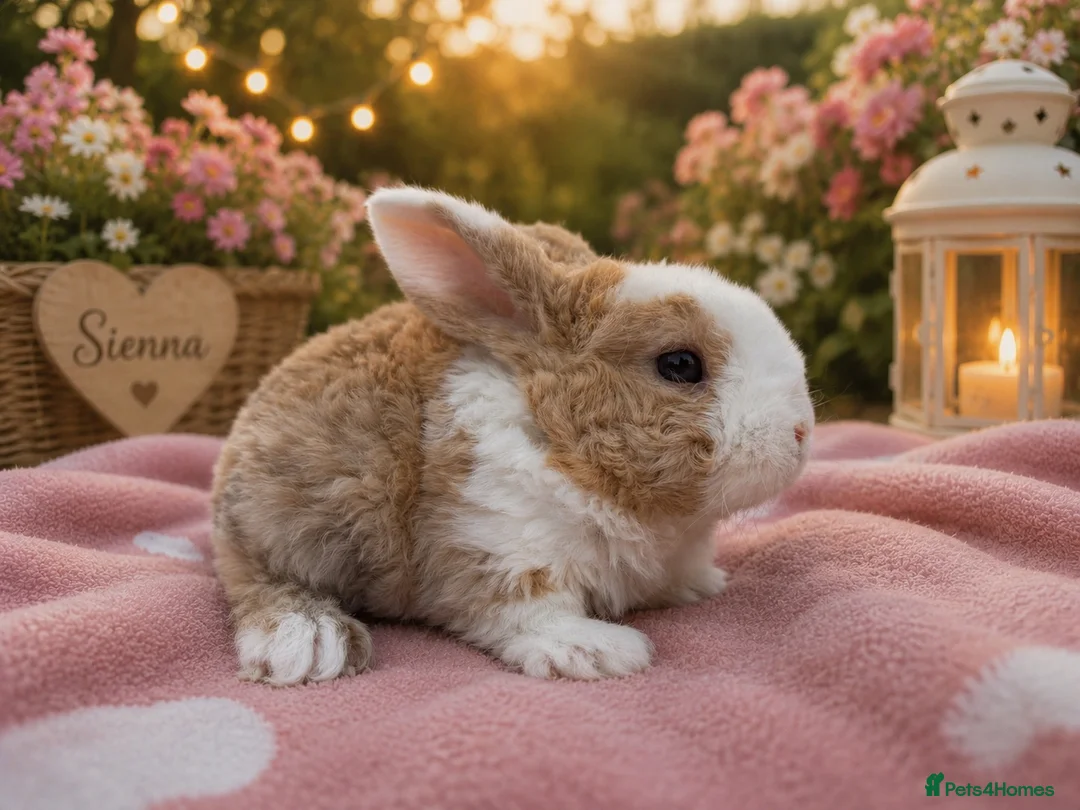 Mini Lop rabbits for sale: Two beautiful mini plush lop  - Advert 1