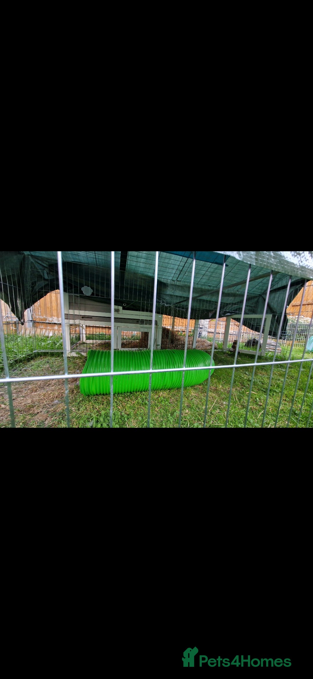Mini Lop rabbits for sale: *RESERVED* URGENT - 2 Girls & ENTIRE set up - Image 6