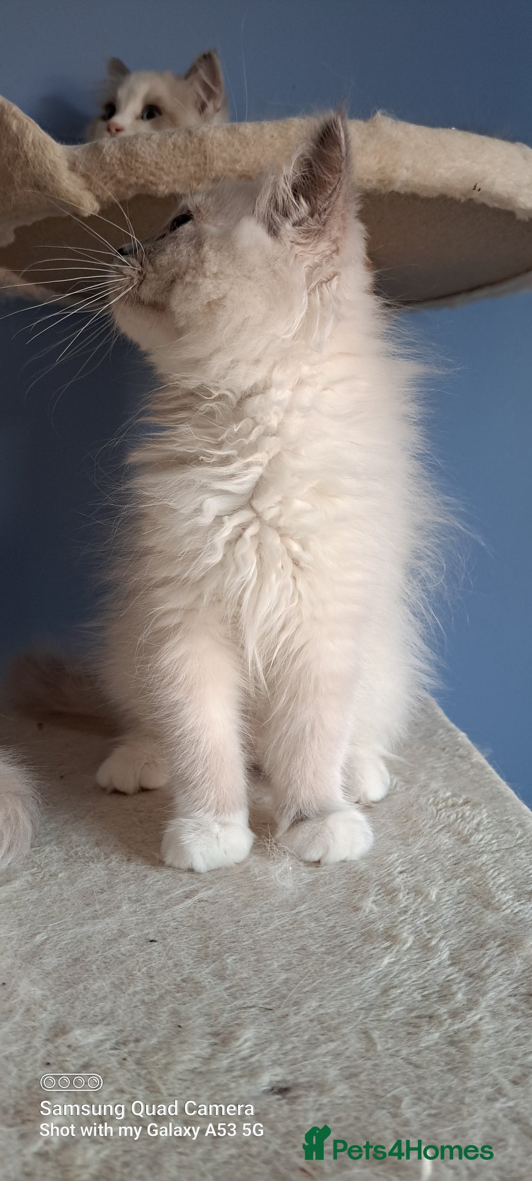 Ragdoll cats for sale: GCCF reg Ragdoll kittens  - Image 8