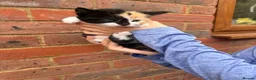 Mixed Breed cats for sale: Mixed breed kittens looking for a forever home  - Advert 5