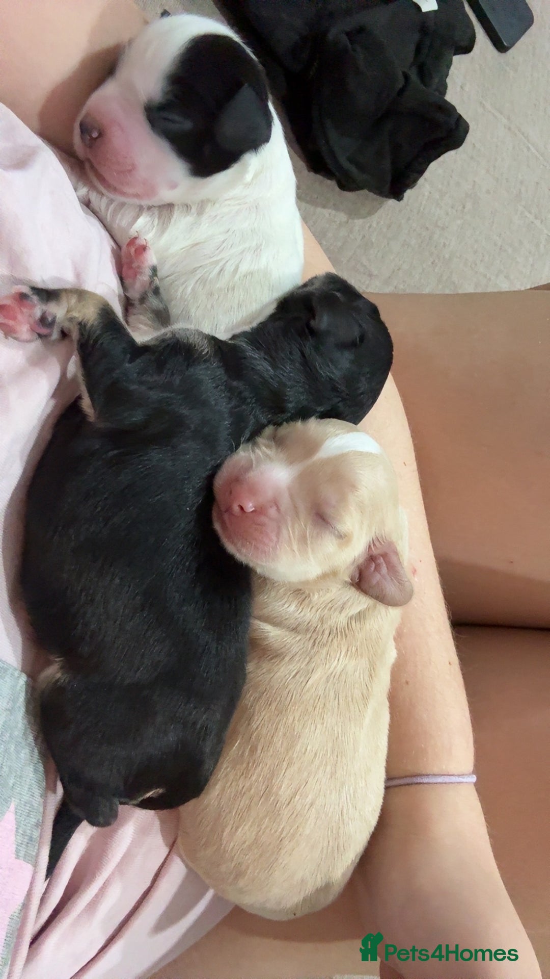 Cockapoo dogs for sale: Gorgeous F1B Cockapoo Puppies ready  **  eve - Advert 3