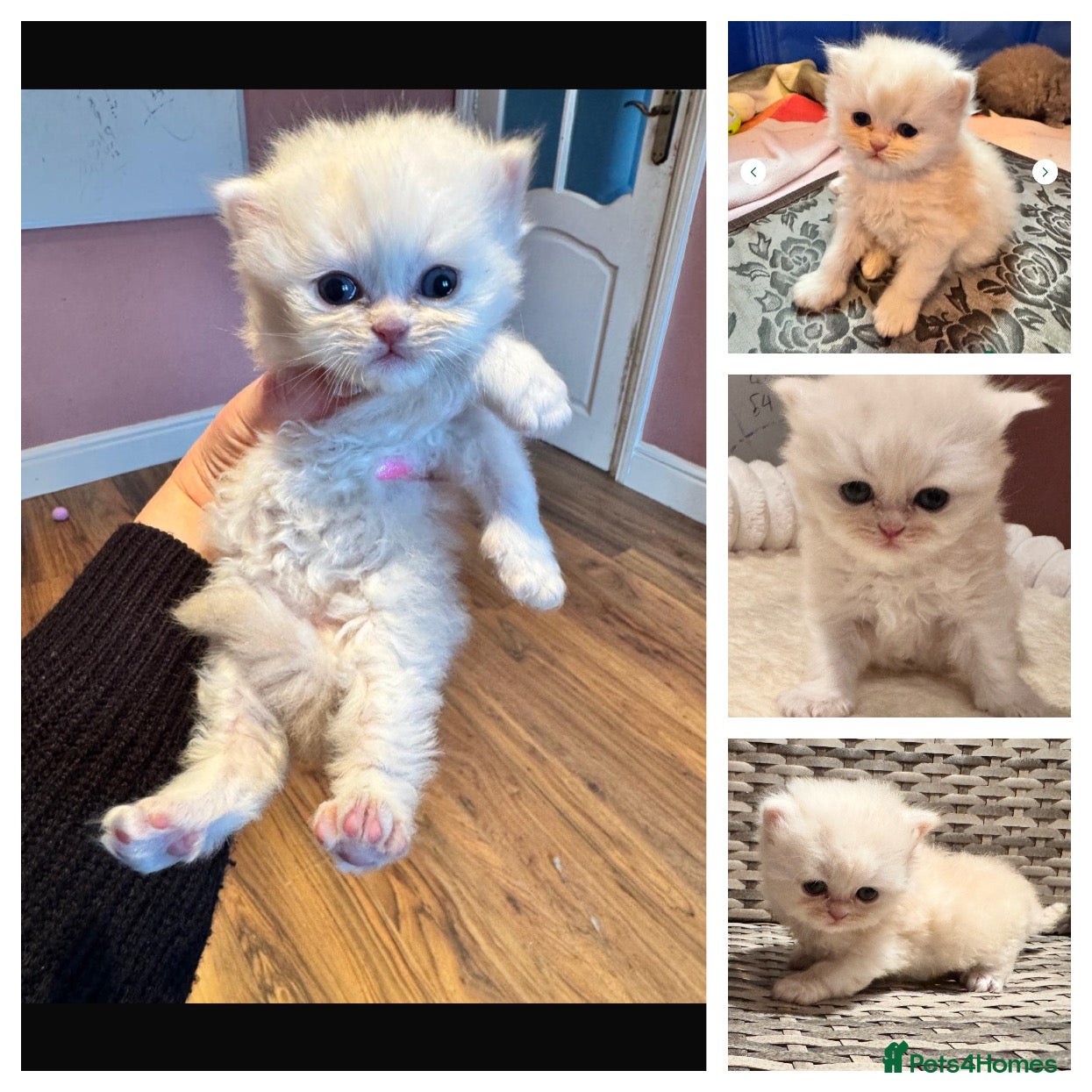 Maine Coon cats Main coon adorable kittens  - Advert 8