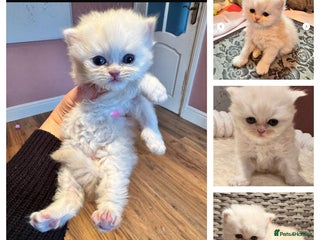 Maine Coon cats Main coon adorable kittens - Advert 2