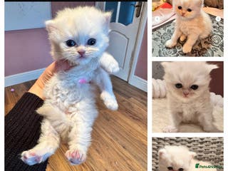 Maine Coon cats Main coon adorable kittens - Advert 11