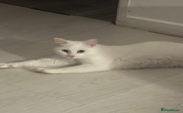 Domestic Shorthair cats - Advert 7