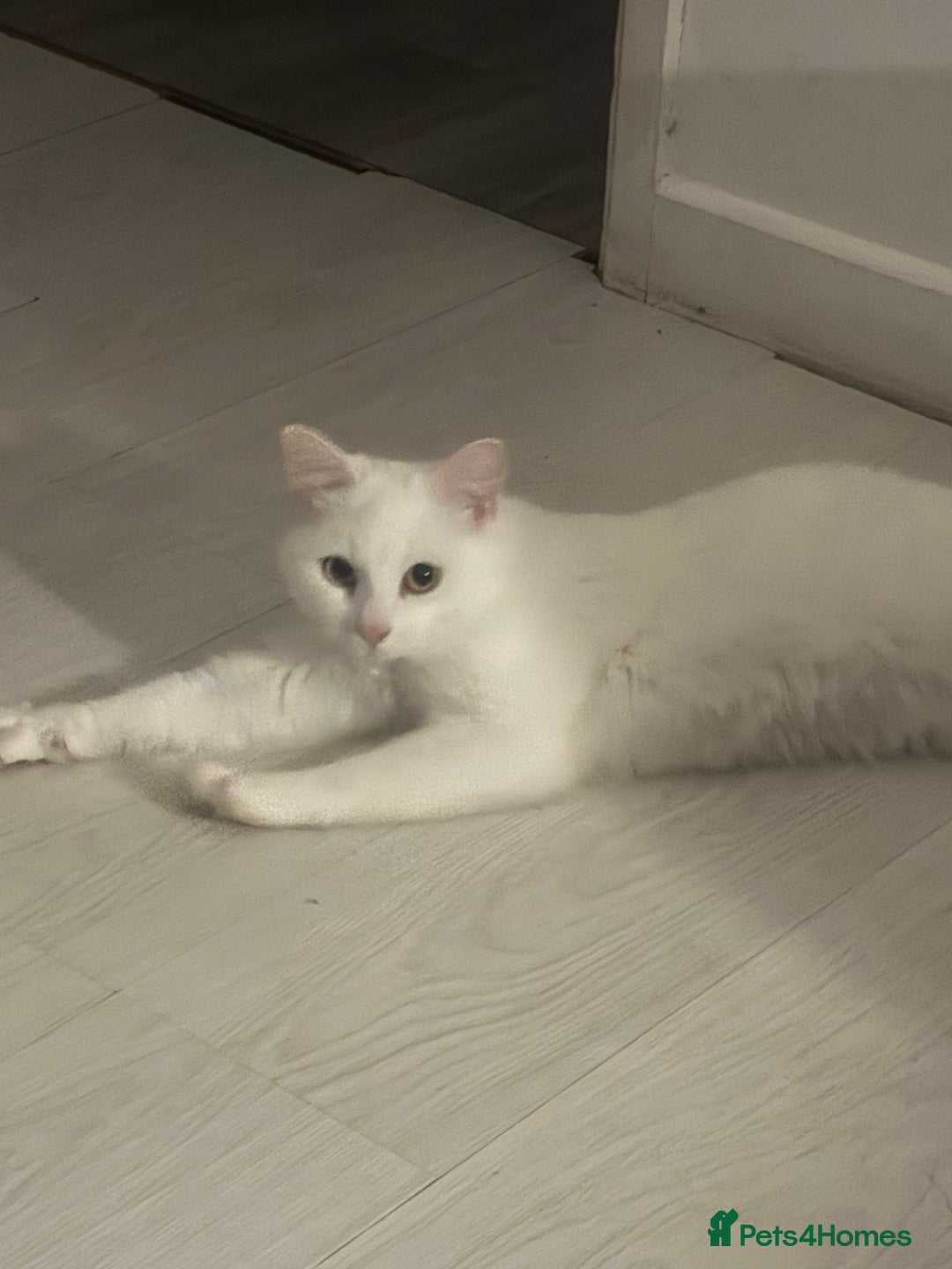 Domestic Shorthair cats for sale: free male cat 1yr 3 months  - Image 1