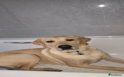 Labrador Retriever dogs for sale: Wanted good home  - Image 4
