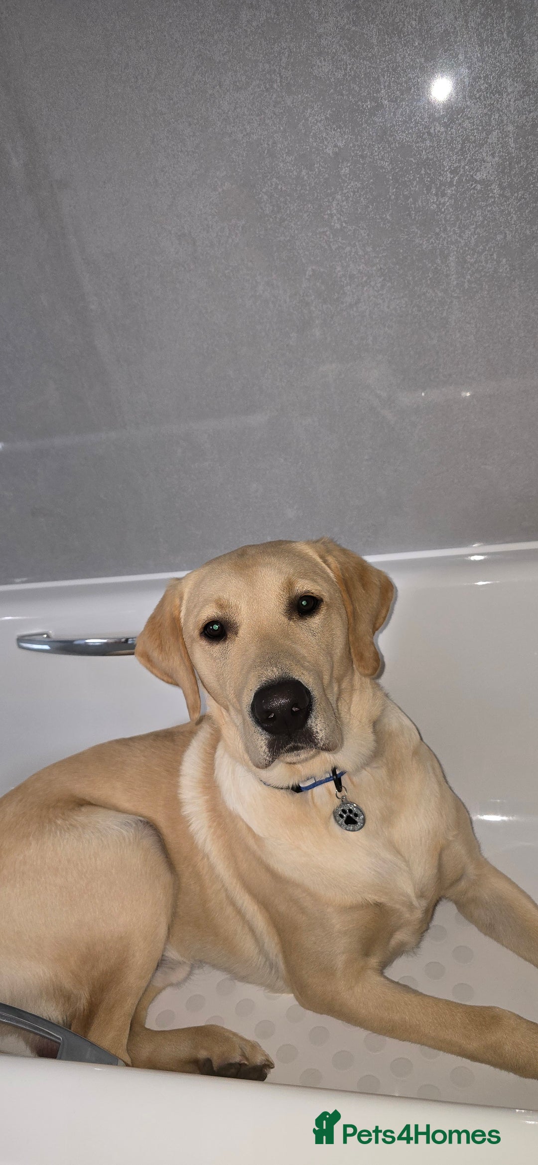 Labrador Retriever dogs for sale: Wanted good home  - Image 4