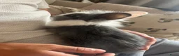 Lionhead rabbits for sale: Double maned lionheads babies  - Advert 3