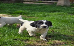 Sprocker dogs for sale: Hendrix the male sprocker available. - Image 33