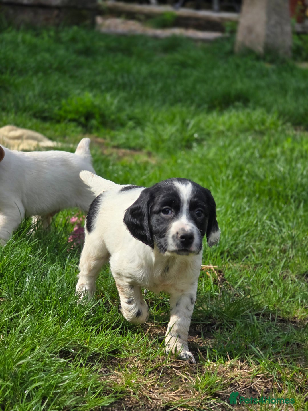 Sprocker dogs for sale: Hendrix the male sprocker available. - Image 33