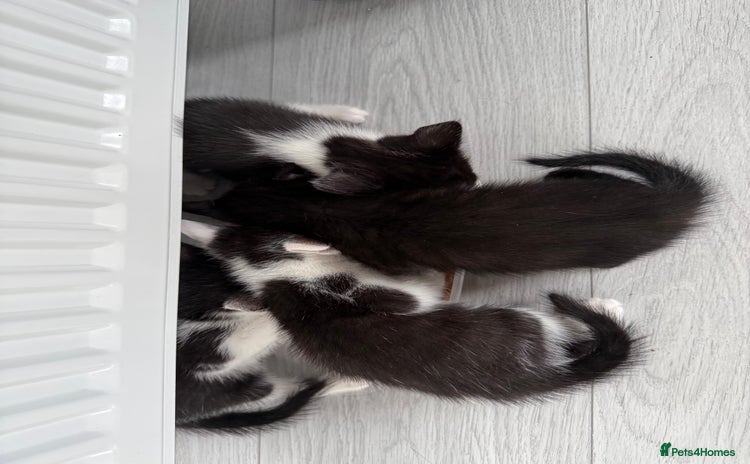 Mixed Breed cats - Advert 2