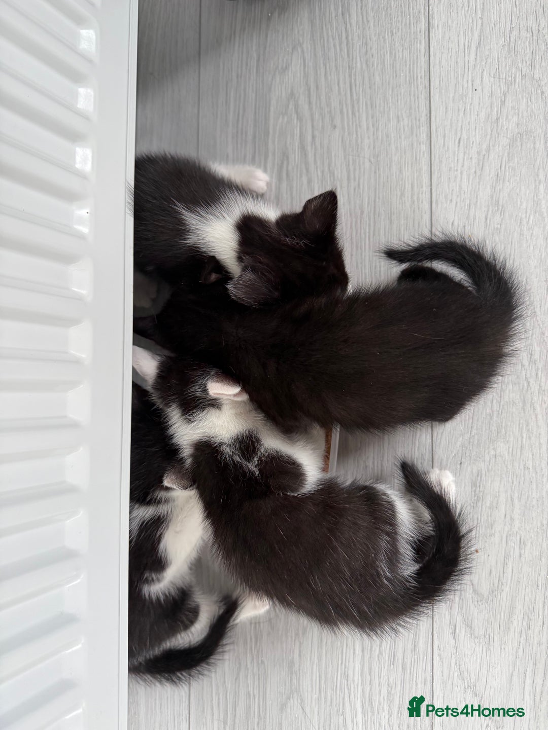 Mixed Breed cats for sale: 5 Kittens - Image 1