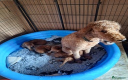 Cockapoo dogs for sale: Cockerpoo Puppies – Standard Size Red Boys Only - Image 5