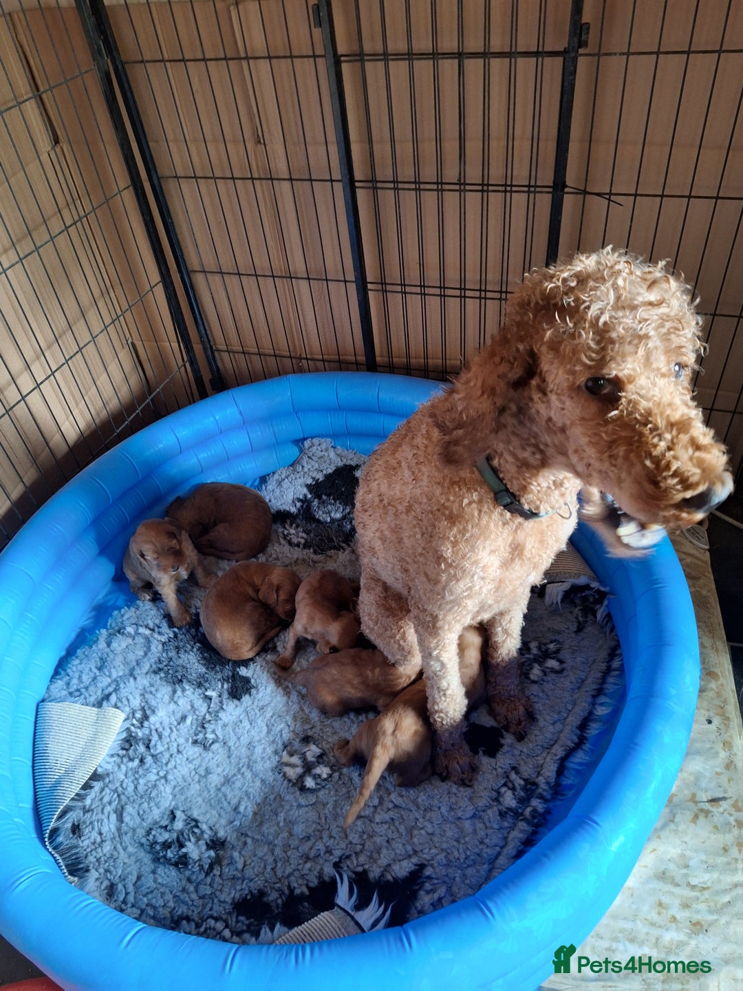 Cockapoo dogs for sale: Cockerpoo Puppies – Standard Size Red Boys Only - Image 5