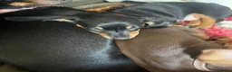 Miniature Dachshund dogs for sale: Black & Tan Miniature Dachshund bitch puppy in Ashford - Advert 2